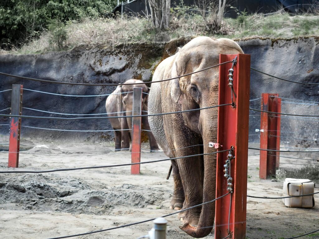 Asian elephants standing in their enclosure at Tacoma Zoo, showcasing wildlife preservation efforts.